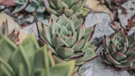 肉质植物的特写摄影 肉质植物的特写摄影