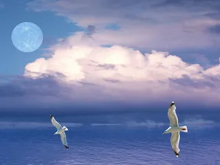 二，白色，鸟儿，飞翔，平静，身体，水，海鸥