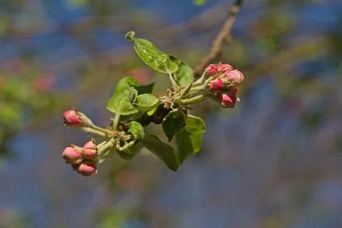 花,乌克兰,苹果树,自然,植物,树,颜色,春天 花,乌克兰,苹果树,自然,植物,树,颜色,春天