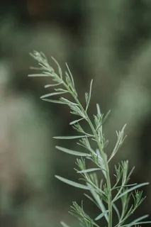 绿叶，植物，草，调味品，食物，树木，莳萝，苔藓