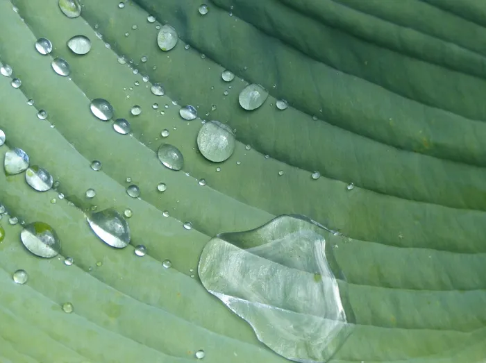 玉簪、花园、多年生植物、雨滴、植物、床单、绿色、绿色