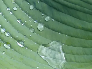 玉簪、花园、多年生植物、雨滴、植物、床单、绿色、绿色