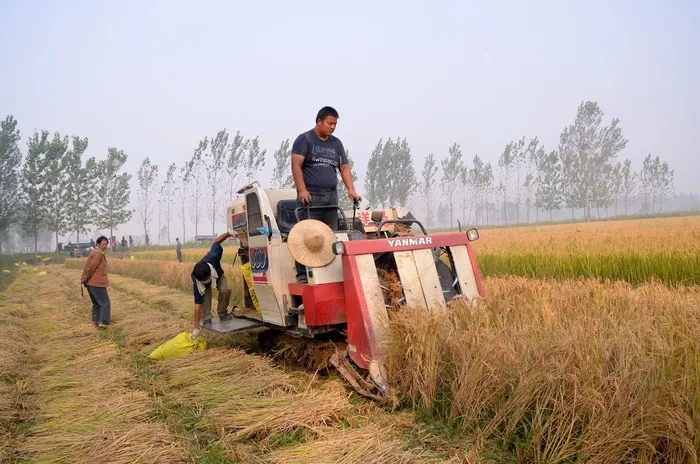 增益，水稻，陈桥，男子，成人，运输，植物，草