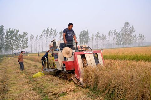 增益，水稻，陈桥，男子，成人，运输，植物，草