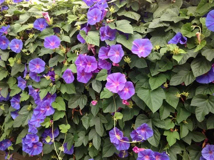 紫色花、蓝色花、牵牛花、匍匐植物、墙纸、开花植物、滨藜、锦葵 紫色花、蓝色花、牵牛花、匍匐植物、墙纸、开花植物、滨藜、锦葵