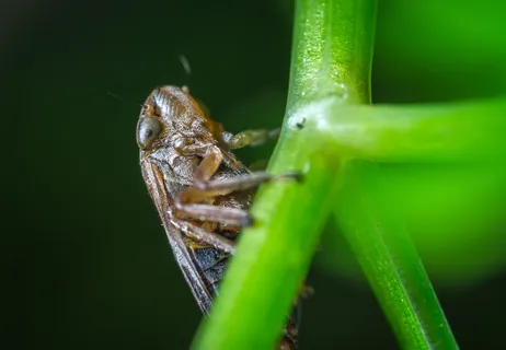 宏,昆虫,为普通高腐叶蝉,茎,无脊椎动物,动物题材,动物,野生动物 宏,昆虫,为普通高腐叶蝉,茎,无脊椎动物,动物题材,动物,野生动物