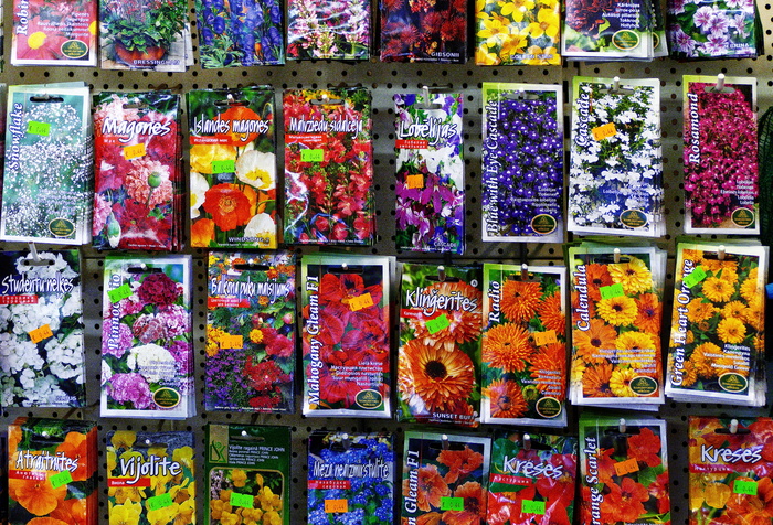 种子，sämerei，samentütem，袋子，种子，播种，花卉种子，参见