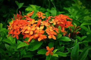 花朵，绿色，植物，自然，花朵，花朵，新鲜，花瓣