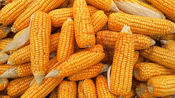 黄色玉米批次,玉米,食品,有机,健康,农业,蔬菜,黄色 黄色玉米批次,玉米,食品,有机,健康,农业,蔬菜,黄色