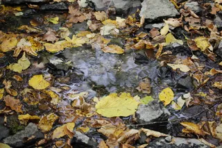 树叶，秋天，大自然，五颜六色，潮湿，鹅卵石，水，美丽