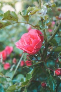 加拿大，里士满，米诺鲁公园，丹普劳尔斯，宁静，玫瑰，植物，露水