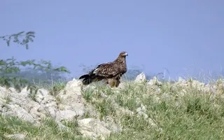 鸟，东方帝王鹰，阿奎拉·希拉卡，猛禽，猛禽，iucn，脆弱，捕食者
