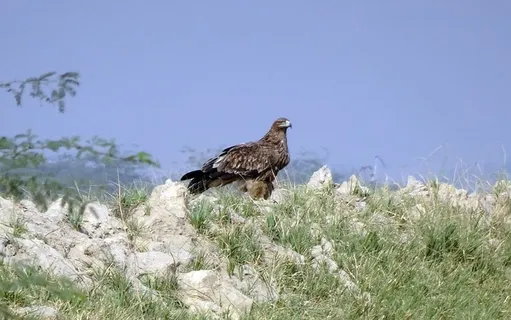 鸟,东方帝王鹰,阿奎拉·希拉卡,猛禽,猛禽,iucn,脆弱,捕食者 鸟,东方帝王鹰,阿奎拉·希拉卡,猛禽,猛禽,iucn,脆弱,捕食者