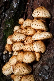 秋季, 束, 详细信息, 森林, 真菌, 真菌, 组, 成长 秋季, 束, 详细信息, 森林, 真菌, 真菌, 组, 成长