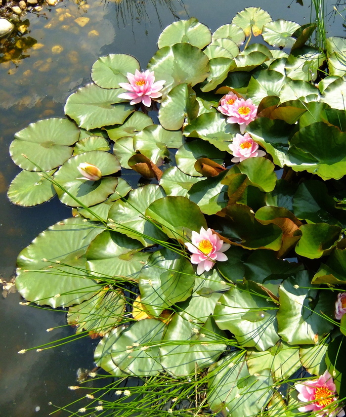 睡莲、花蕾、湖玫瑰、水生植物、黄色、粉色、绿色、水