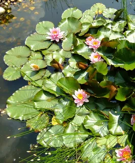 睡莲、花蕾、湖玫瑰、水生植物、黄色、粉色、绿色、水 睡莲、花蕾、湖玫瑰、水生植物、黄色、粉色、绿色、水