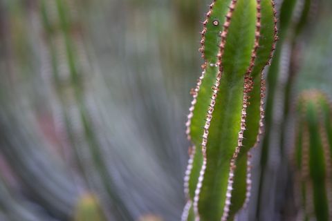 特写摄影中的绿色仙人掌