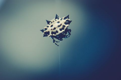 灯光、模糊、自由、昆虫、特写、日光、焦点、dom 灯光、模糊、自由、昆虫、特写、日光、焦点、dom