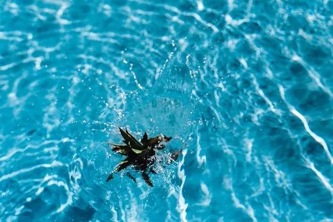 游泳池里的菠萝