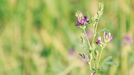 花，田野，野花，自然，普拉托，运动，紫色花，花