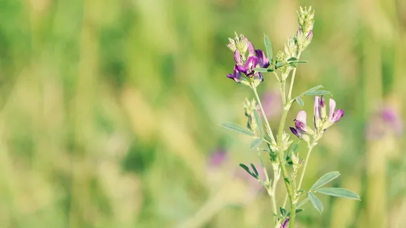 花，田野，野花，自然，普拉托，运动，紫色花，花