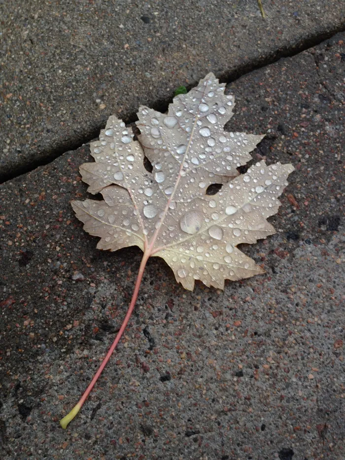 叶子，秋天，自然，秋天，雨滴，质地，秋天，植物部分