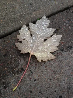 叶子，秋天，自然，秋天，雨滴，质地，秋天，植物部分