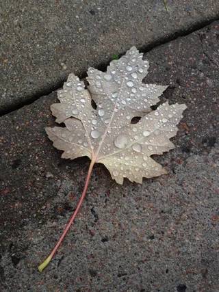 叶子，秋天，自然，秋天，雨滴，质地，秋天，植物部分
