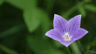 bellflower，bellflower花，瞧，植物，韩国花，自然，韩国，这种类型