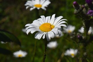 洋甘菊, 花, 洋甘菊, 植物区系, 植物, 真正的洋甘菊, 甘菊田, 性质