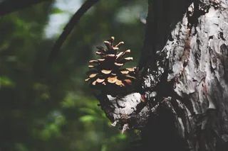 自然, 松果, 树, 专注于前景, 植物, 没有人, 树干, 特写