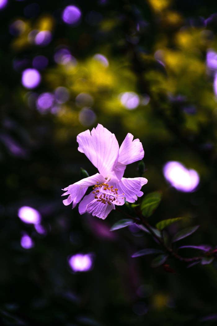 紫芙蓉花选择性聚焦摄影