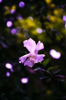 紫芙蓉花选择性聚焦摄影 紫芙蓉花选择性聚焦摄影