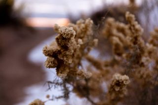 美国，小撒哈拉国家娱乐区，日出，沙漠，盐灌木丛，帕特里克·亨德利，犹他州，工厂