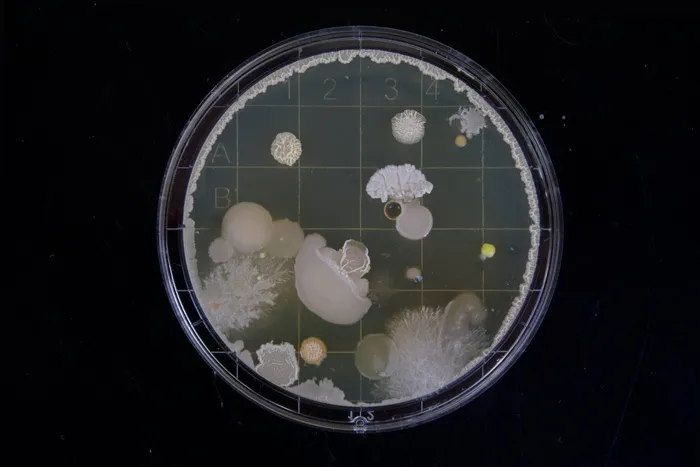 范围图像、细胞、霉菌、科学、细菌、网格、显微镜、幻灯片