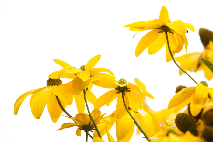 黄色圆锥形花，黄色，太阳帽，花朵，花朵，花朵，花园，黄色花朵