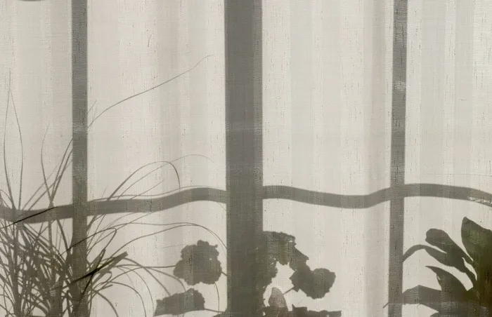 房子,家,植物,窗帘,窗户,阴影,植物,白天 房子,家,植物,窗帘,窗户,阴影,植物,白天