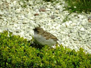 鸟, 鸟, 翅膀, 公园, 自然, 动物, 草, 钢笔