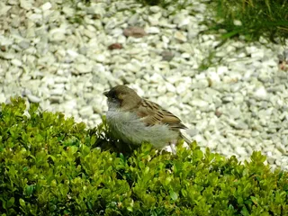 鸟, 鸟, 翅膀, 公园, 自然, 动物, 草, 钢笔