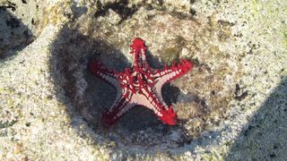 海星，mar，red，莫桑比克，亲鱼，野生动物，野生动物，一种动物