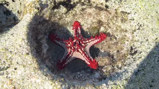 海星，mar，red，莫桑比克，亲鱼，野生动物，野生动物，一种动物