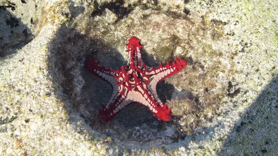 海星,mar,red,莫桑比克,亲鱼,野生动物,野生动物,一种动物 海星,mar,red,莫桑比克,亲鱼,野生动物,野生动物,一种动物
