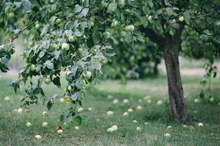 花园里的花、水果和蔬菜