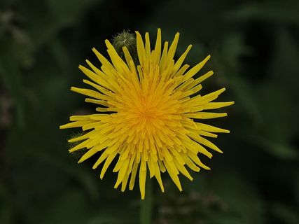 开花，开花，黄色，开花，特写，聚焦前景，开花植物，新鲜度