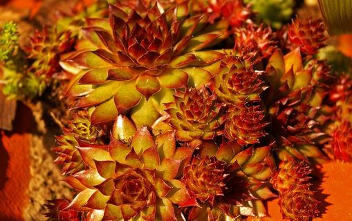 石垫植物，虎耳草，植物，厚板温室，普通室内姜黄，尖头，肉质植物，玫瑰花结