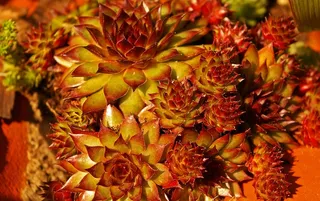 石垫植物，虎耳草，植物，厚板温室，普通室内姜黄，尖头，肉质植物，玫瑰花结