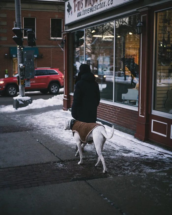 与成年大丹犬在人行道上行走的人