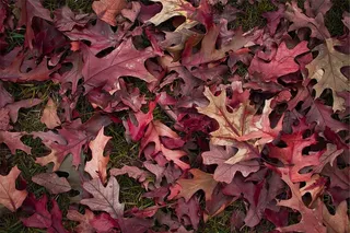 枯萎、叶子、土壤、红色、棕色、干燥、叶子、粉色