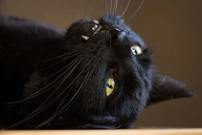 短毛黑猫，猫，黑，家猫，黑猫，牙齿，动物，哺乳动物