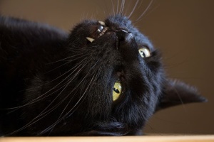 短毛黑猫，猫，黑，家猫，黑猫，牙齿，动物，哺乳动物